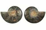 Cut/Polished Ammonite Fossil - Unusual Black Color #132593-1